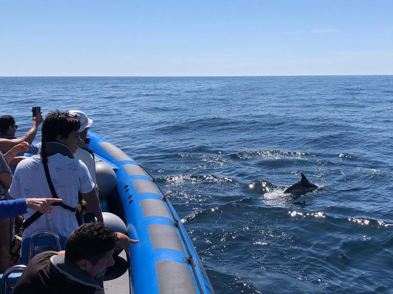 Berlenga Dolphins Pack - Embark on an unforgettable tour to Berlenga Island, departing from Peniche, and immerse yourself...